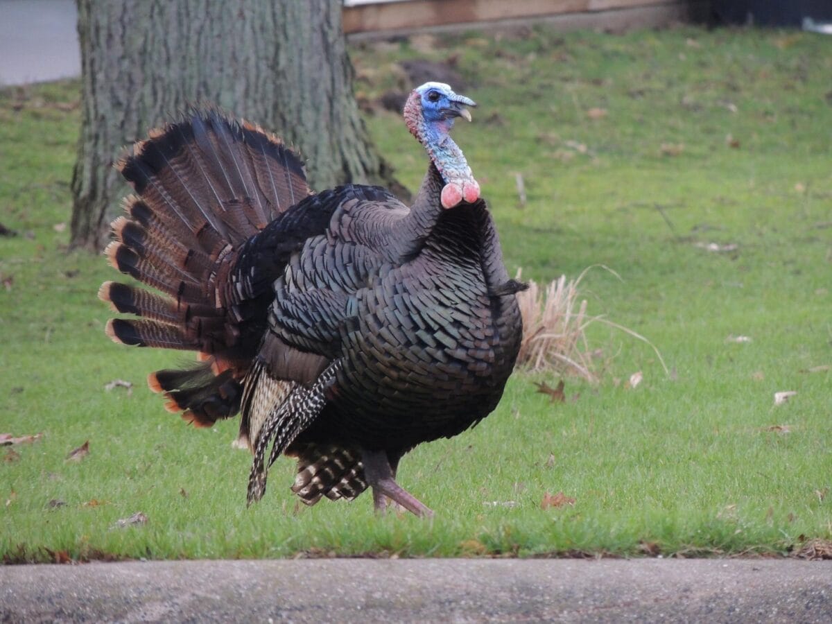 We're Springing into Turkey Season